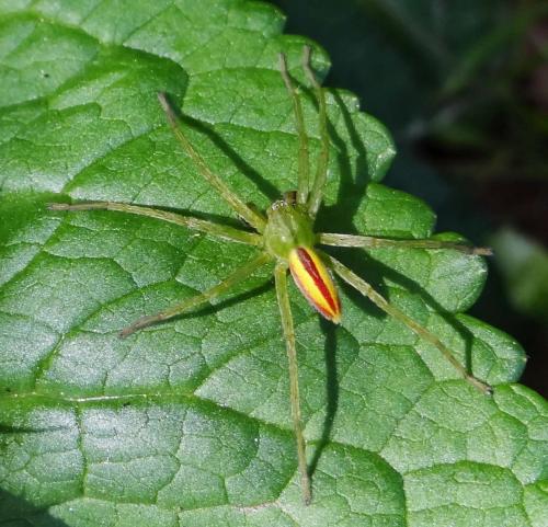 Micrommata virescens